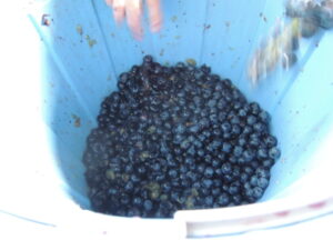 ブラッククィーン2