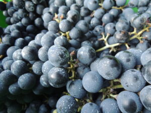 ブラッククィーン1