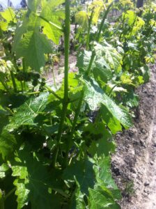 ワイナリー便り　No.2　（サン・ホセ・デ・アパルタ）