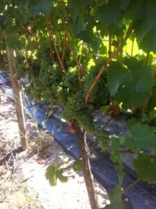 ワイナリー便り　No.4　（サン・ホセ・デ・アパルタ）