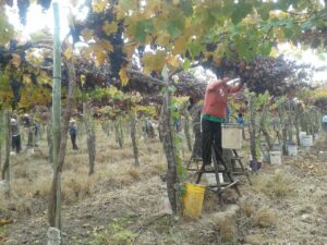 ワイナリー便り　No.5　（サン・ホセ・デ・アパルタ）