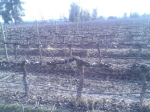 ワイナリー便り　No.６　（サン・ホセ・デ・アパルタ）