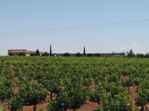 11.テンプラニージョ1