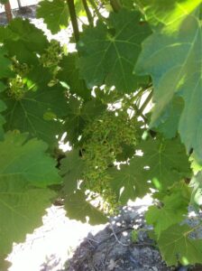 ワイナリー便り　No.１１　（サン・ホセ・デ・アパルタ）