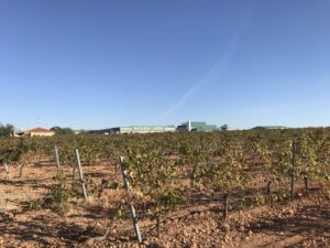 ワイナリー便り　No.１３　（ナバーロ・ロペス）